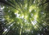 shot of treetops taken from the ground