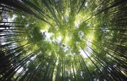 shot of treetops taken from the ground