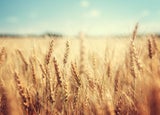 Close up of wheat in a field