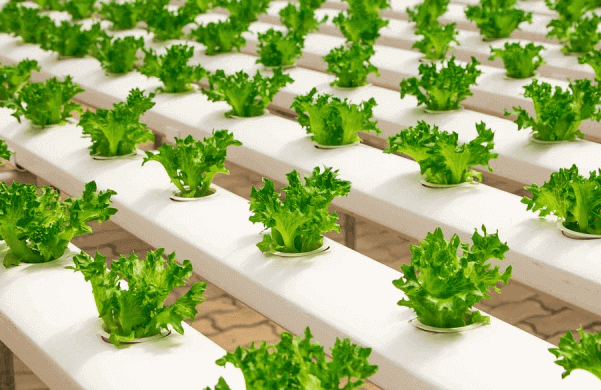 Business ideas urban farming